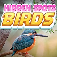Hidden Spots: Birds
