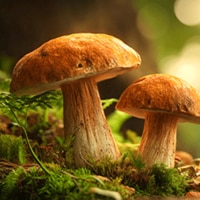 Mushroomers 2: New Season